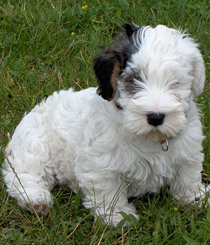 Sealyham Terrier Information, Bilder, Preis