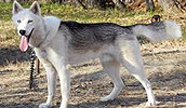 Seppala Siberian Sleddog Information, Bilder, Preis