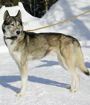 Seppala Siberian Sleddog Information, Bilder, Preis