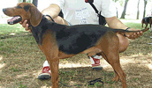 Serbischer Laufhund Information, Bilder, Preis