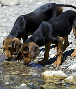 Serbischer Laufhund Information, Bilder, Preis