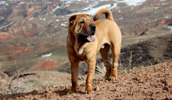 Shar Pei Information, Bilder, Preis