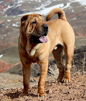 Shar Pei Information, Bilder, Preis