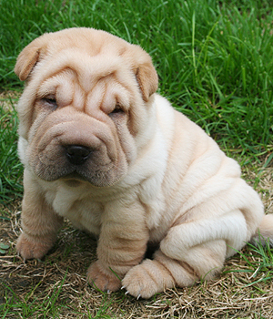 Shar Pei Information, Bilder, Preis