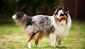 Shetland Sheepdog Information, Bilder, Preis