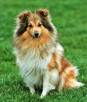 Shetland Sheepdog Information, Bilder, Preis