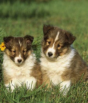 Shetland Sheepdog Information, Bilder, Preis