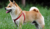 Shiba Inu Information, Bilder, Preis