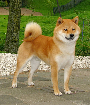 Shiba Inu Information, Bilder, Preis