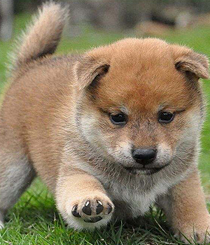 Shiba Inu Information, Bilder, Preis