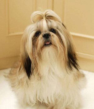 Shih Tzu Information, Bilder, Preis