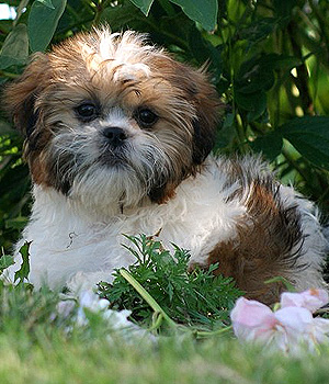 Shih Tzu Information, Bilder, Preis