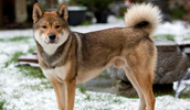 Shikoku Information, Bilder, Preis