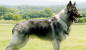 Shiloh Shepherd Information, Bilder, Preis