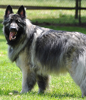 Shiloh Shepherd Information, Bilder, Preis