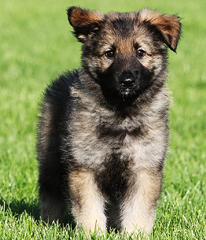 Shiloh Shepherd Information, Bilder, Preis