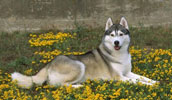 Siberian Husky Information, Bilder, Preis