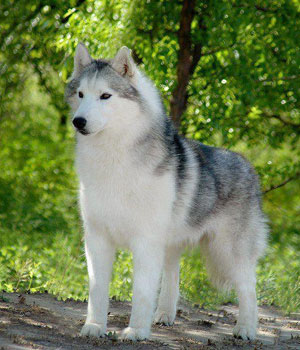 Siberian Husky Information, Bilder, Preis