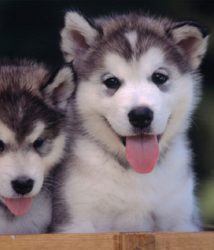 Siberian Husky Information, Bilder, Preis