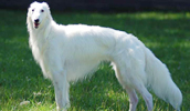 Silken Windhound Information, Bilder, Preis