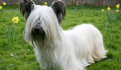 Skye Terrier Information, Bilder, Preis