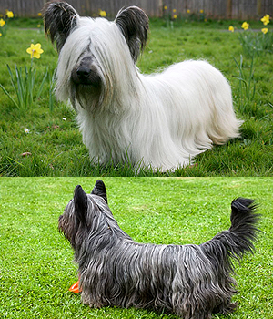 Skye Terrier Information, Bilder, Preis