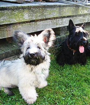 Skye Terrier Information, Bilder, Preis