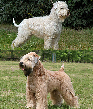 Soft coated Wheaten Terrier Information, Bilder, Preis