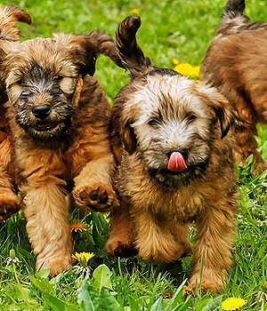 Soft coated Wheaten Terrier Information, Bilder, Preis