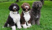 Spanish Water Dog Information, Bilder, Preis