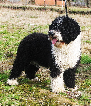 Spanish Water Dog Information, Bilder, Preis