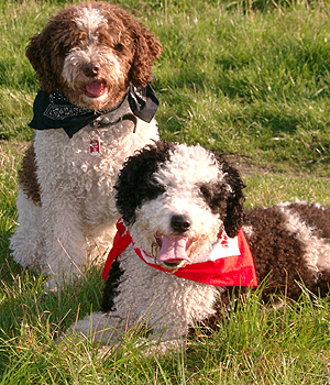 Spanish Water Dog Information, Bilder, Preis