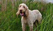 Spinone Italiano Information, Bilder, Preis