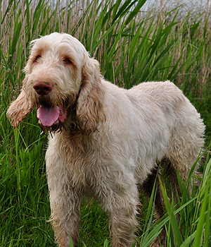 Spinone Italiano Information, Bilder, Preis