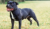 Staffordshire Bull Terrier Information, Bilder, Preis