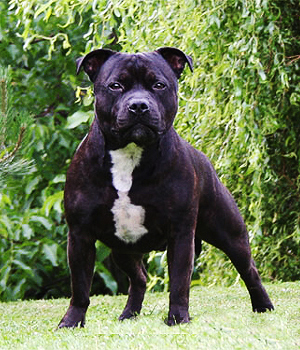 Staffordshire Bull Terrier Information, Bilder, Preis