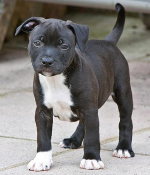 Staffordshire Bull Terrier Information, Bilder, Preis