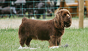 Sussex Spaniel Information, Bilder, Preis