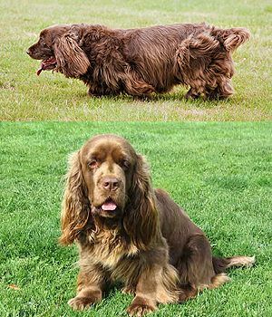 Sussex Spaniel Information, Bilder, Preis