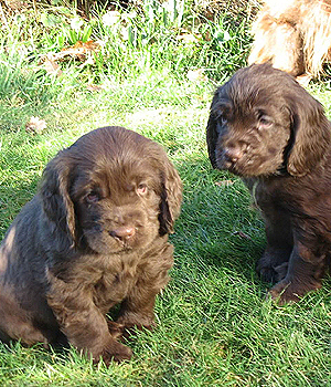 Sussex Spaniel Information, Bilder, Preis