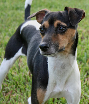 Terrier Brasileiro Information, Bilder, Preis