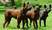 Thai Ridgeback Information, Bilder, Preis