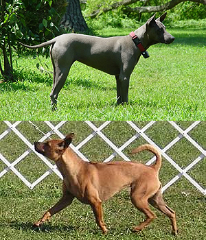 Thai Ridgeback Information, Bilder, Preis