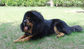 Tibetan Mastiff Information, Bilder, Preis