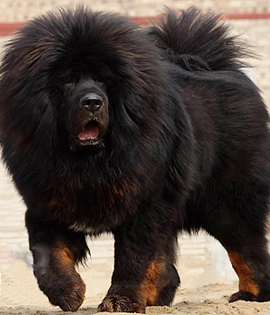 Tibetan Mastiff Information, Bilder, Preis