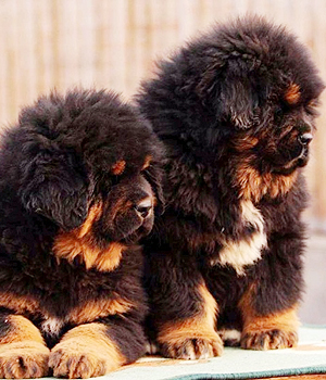 Tibetan Mastiff Information, Bilder, Preis