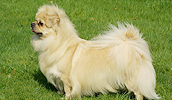 Tibetan Spaniel Information, Bilder, Preis