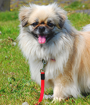 Tibetan Spaniel Information, Bilder, Preis