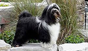 Tibetan Terrier Information, Bilder, Preis