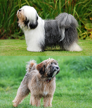 Tibetan Terrier Information, Bilder, Preis